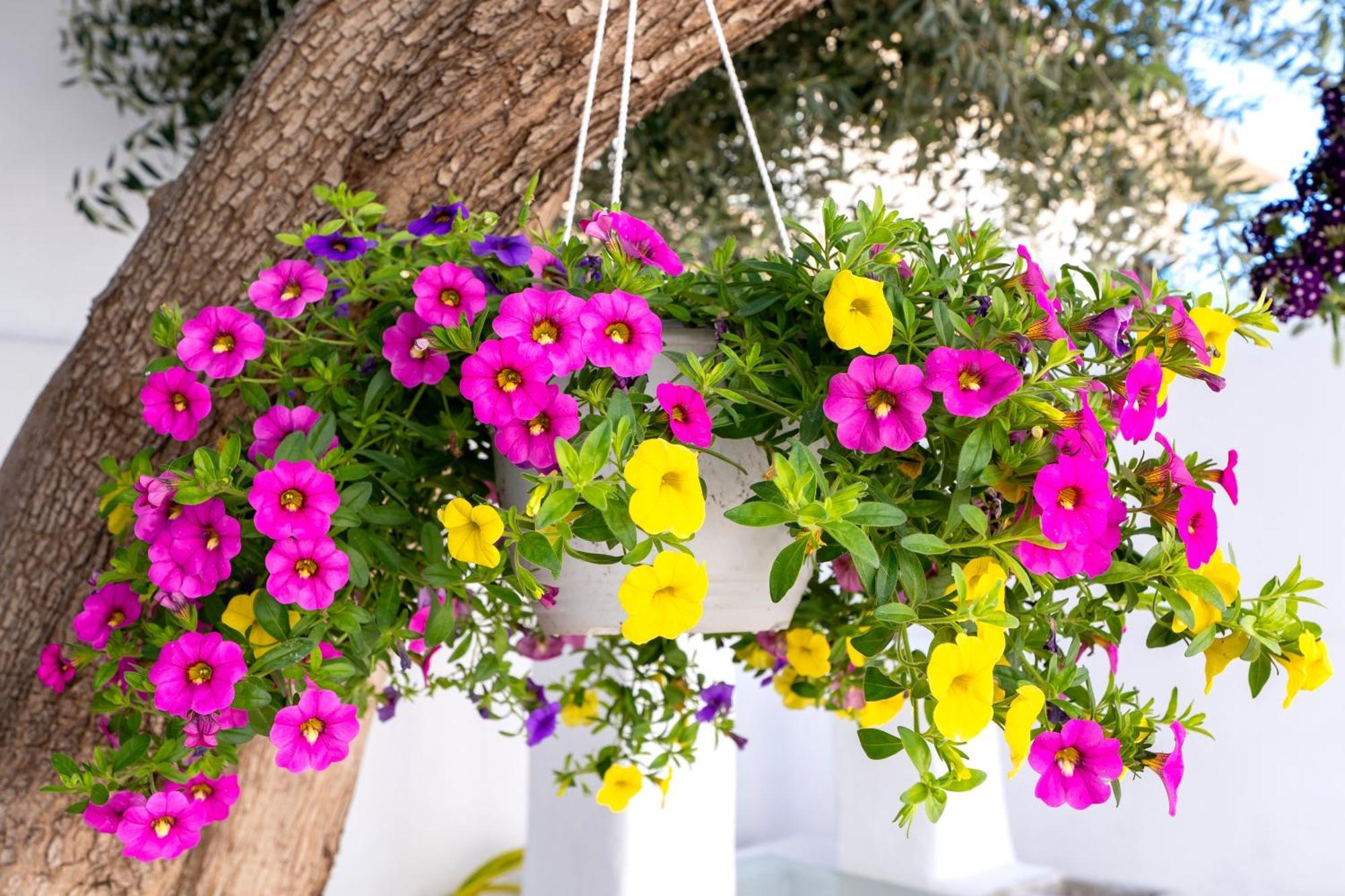 Villa Del Capo Suites Rhodes City Exteriör bild