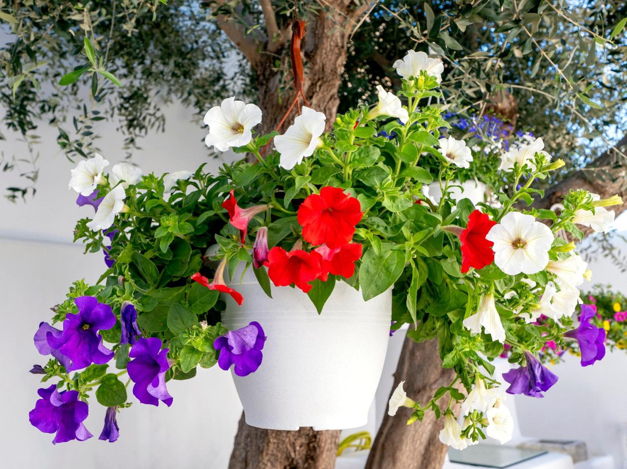 Villa Del Capo Suites Rhodes City Exteriör bild
